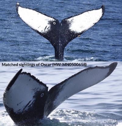 GitHub - mindfigment222/Humpback-Whale-Identification