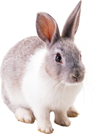 rabbit_200