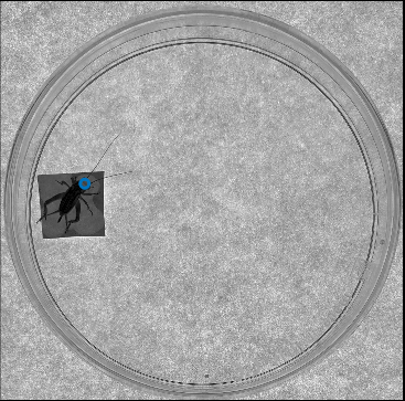 No point detected during inference · Issue #813 · talmolab/sleap · GitHub