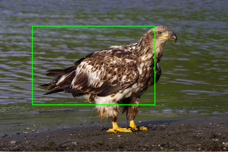 eagle