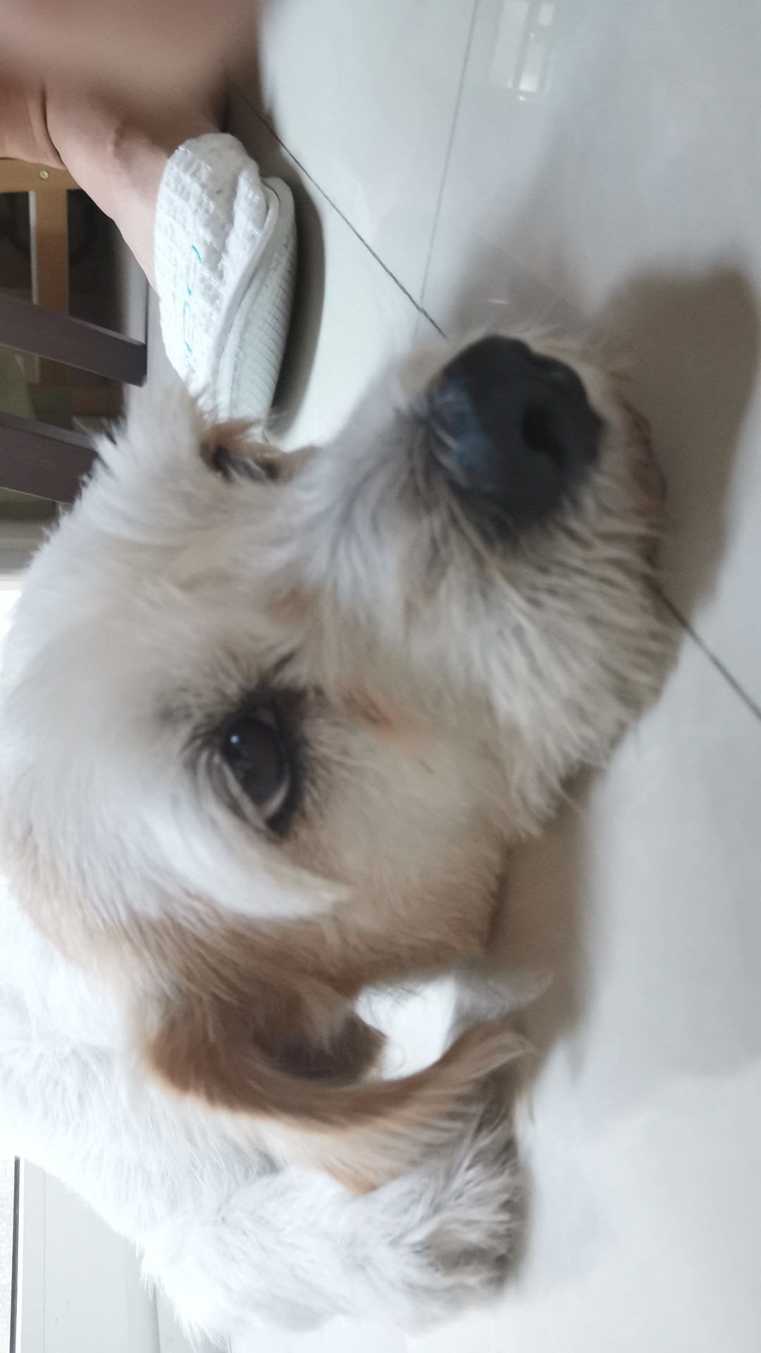 CAP8244935618288465472