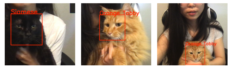 GitHub - Alexisranyan/cat_breed_detector · GitHub