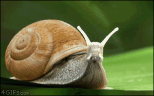 rocket-snail