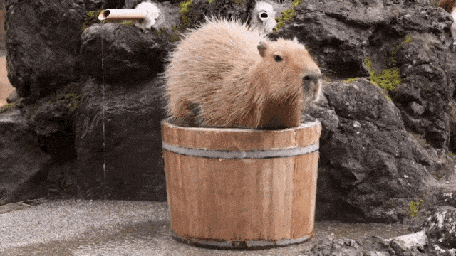 capybara-gif-9