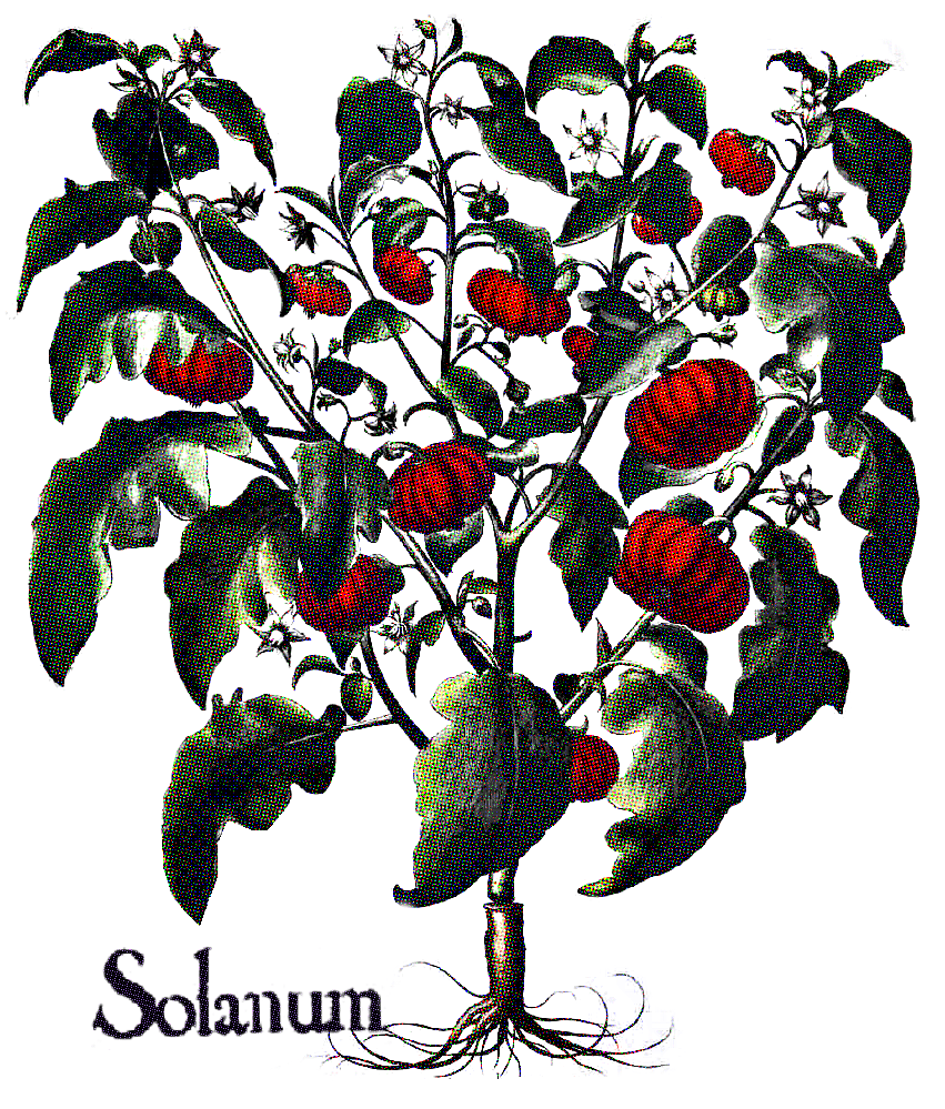 solanum-poster