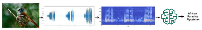 GitHub - rshreeharini/Species-Detection-with-Acoustics: Automatic ...