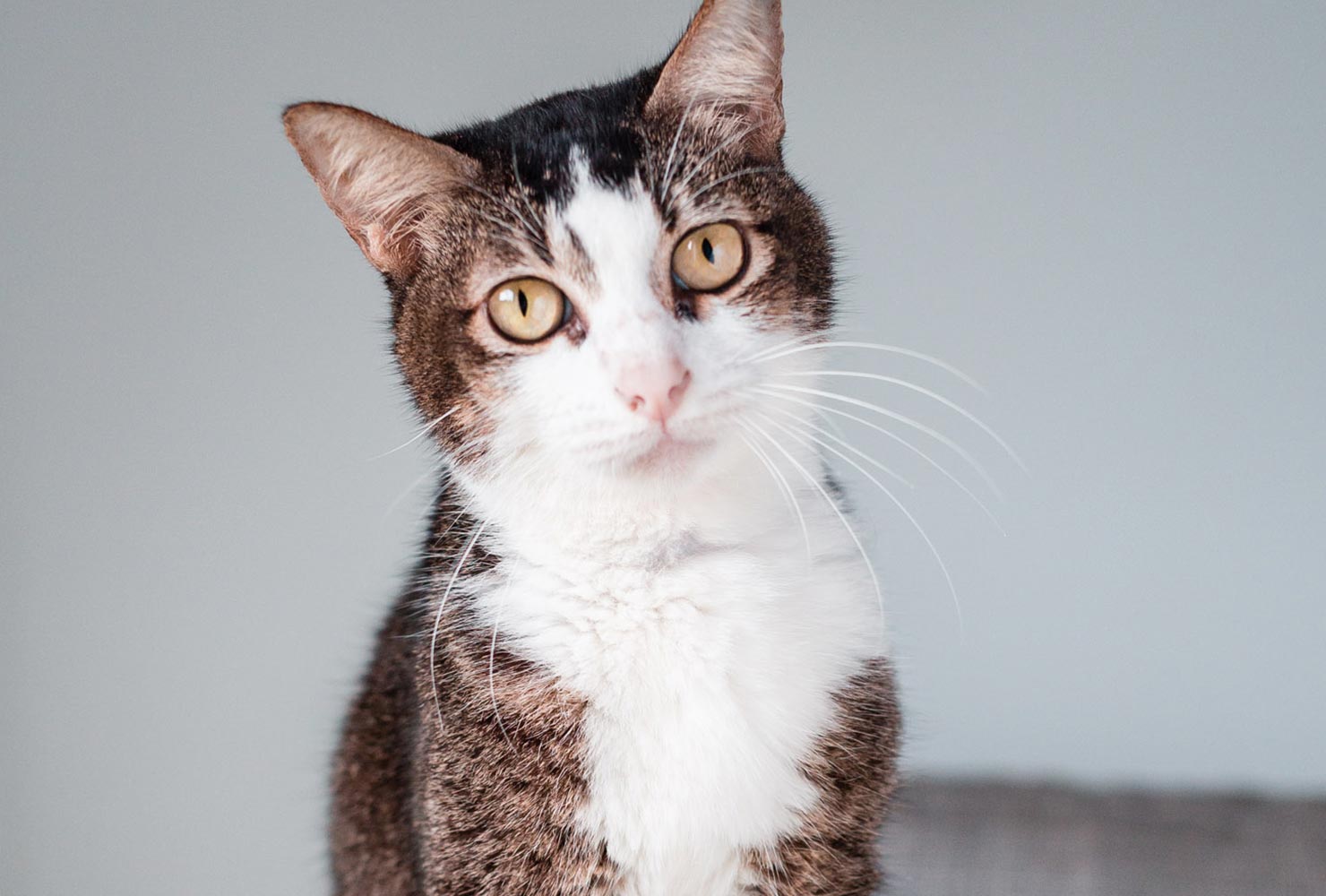 cat-pic-standing-yellow-eyes