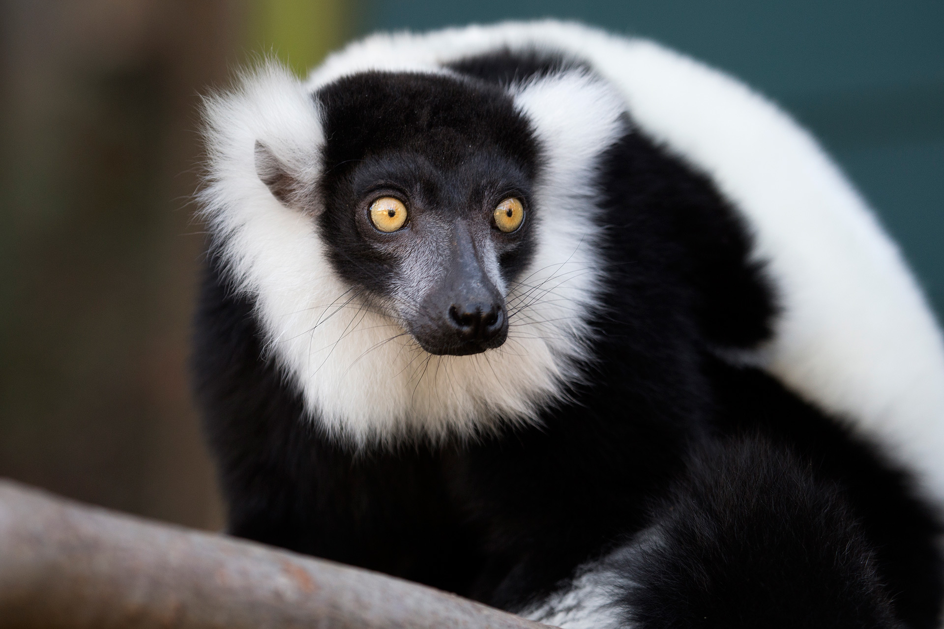 blackandwhiteruffedlemur_za_4722-b
