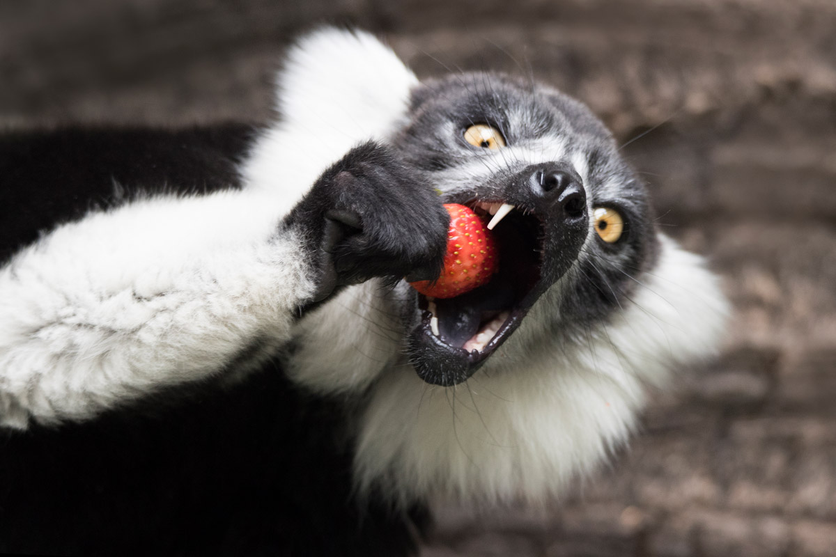 black-and-white ruffed lemur image4 - alex cearns