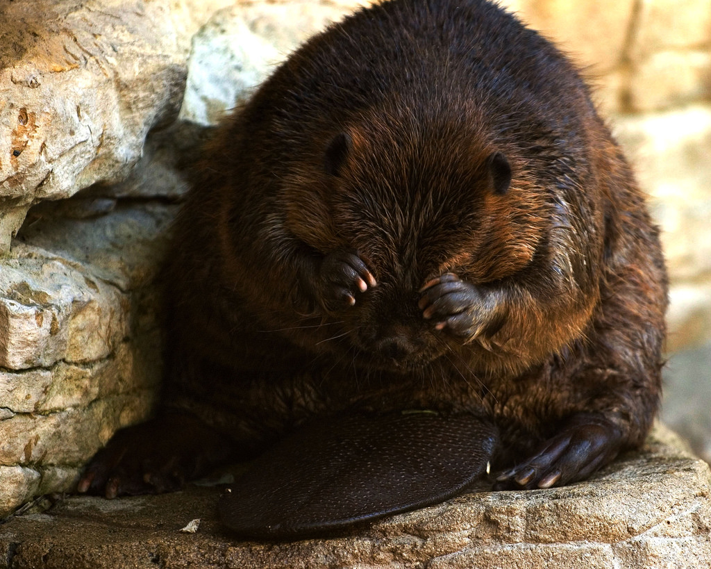shy-beaver