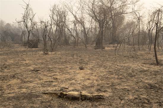 027968AA7B934D915492A73D6B7F8169_550x365 20201012T214358