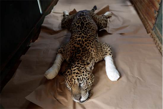 6FF5B1D5B53463C53FB59D68C78FA5AA_550x369 20201012T213806