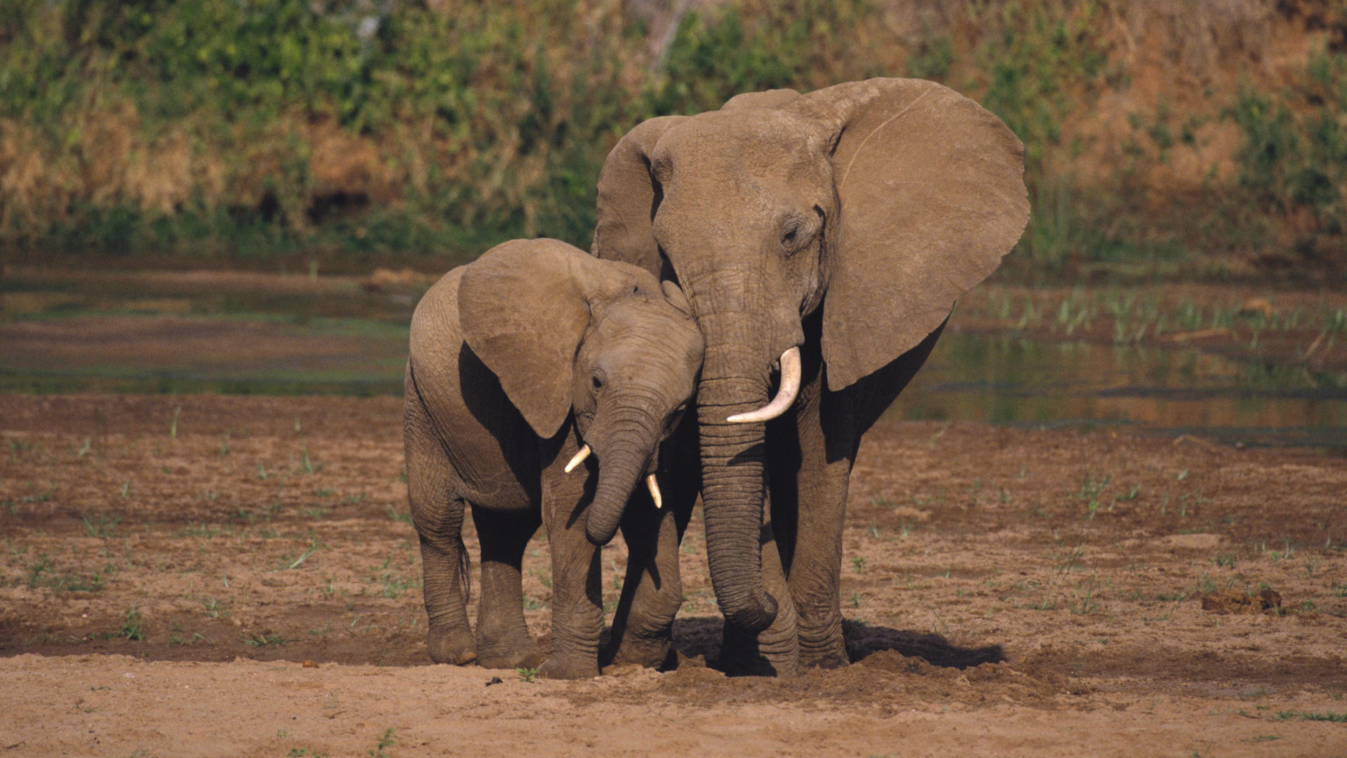 elephants
