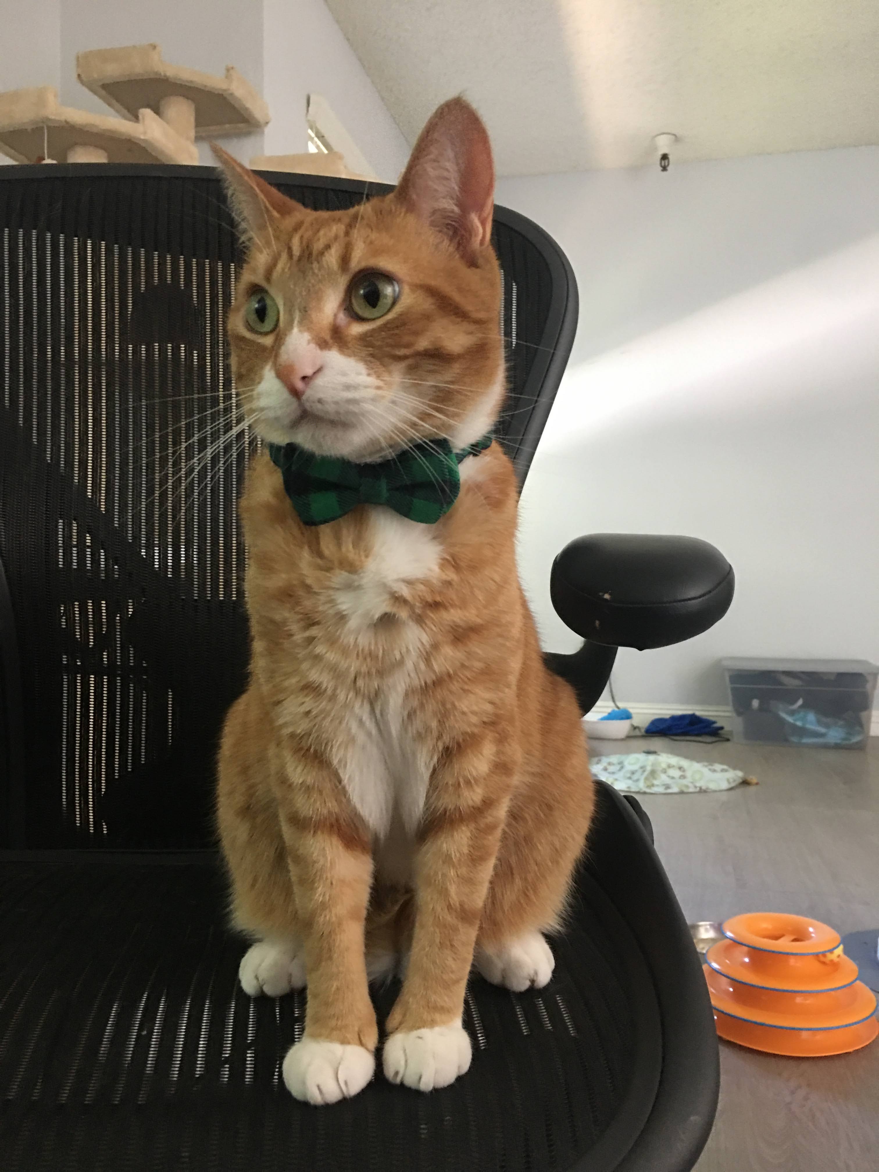 Cat with bowtie sitting on owner's Aeron chair, preventing him from working at his desk.