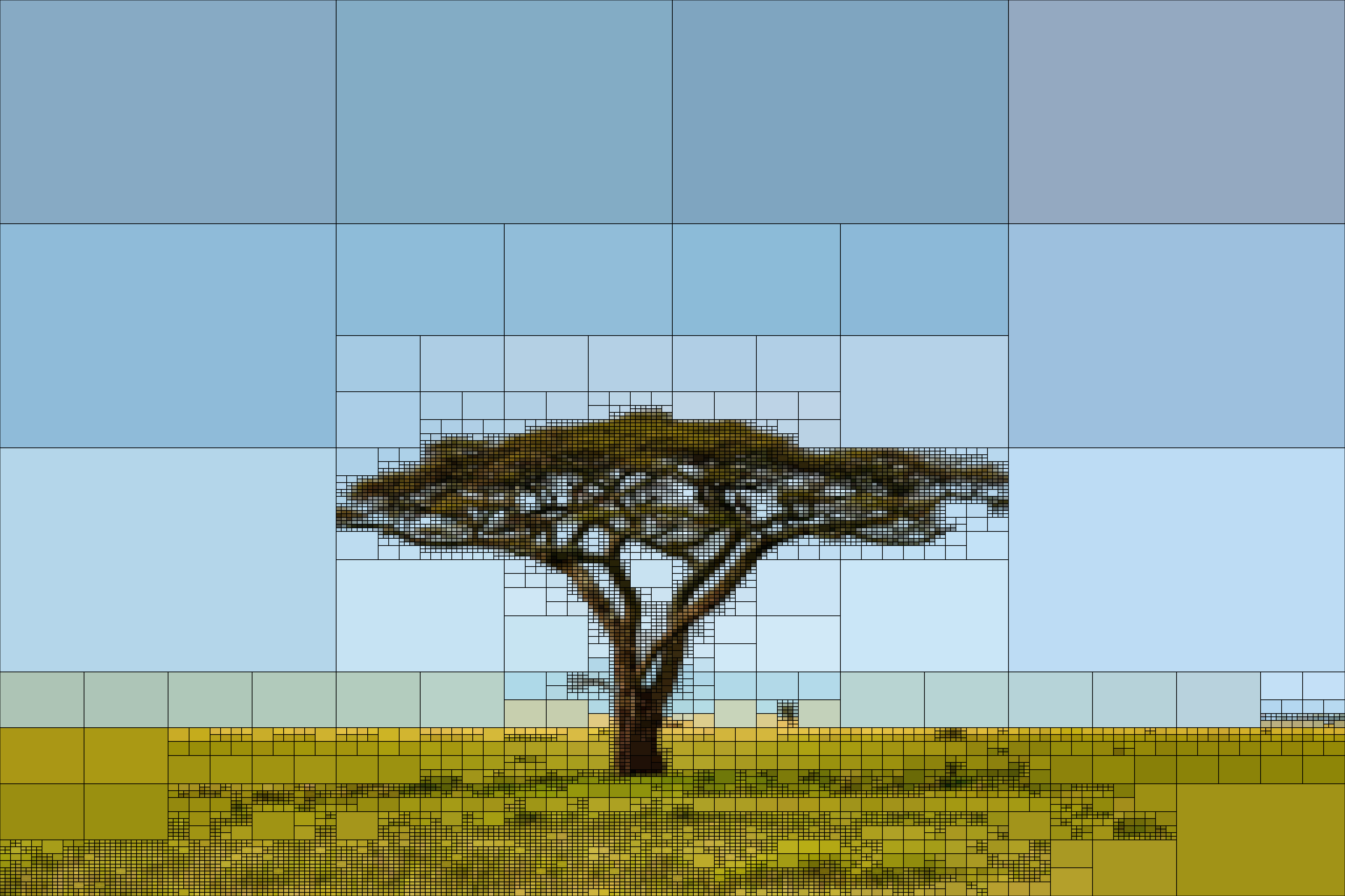 acacia_quad