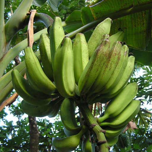 banana