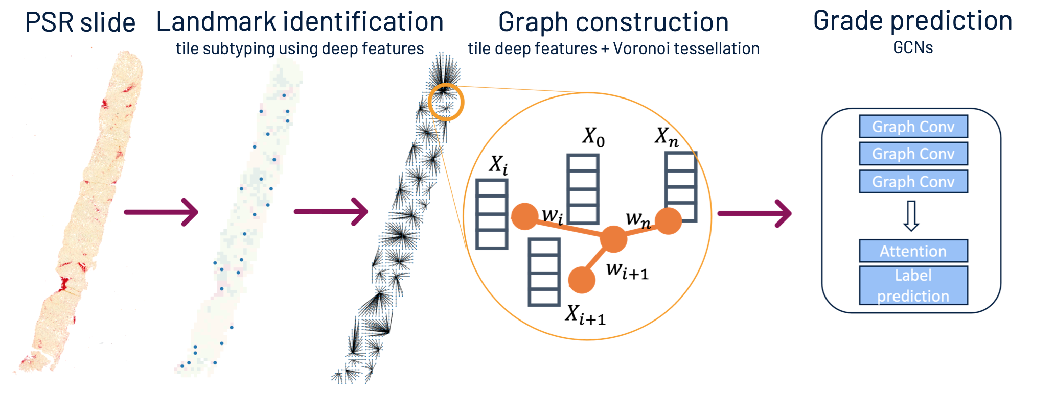 GitHub mkatw/gnnfibrosis Liver fibrosis classification using graph