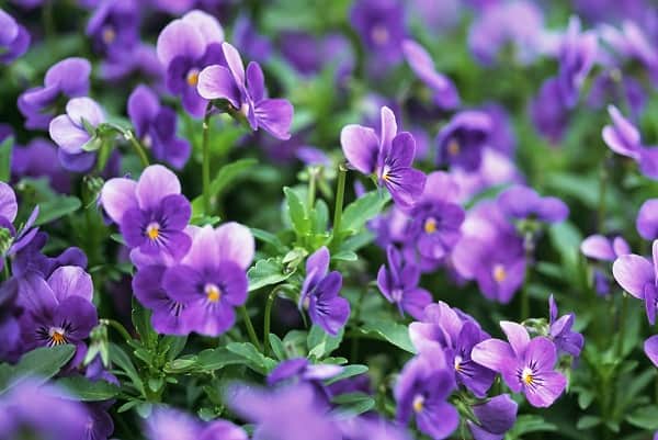 y-nghia-cua-hoa-violet-trong-van-hoa-phuong-tay-1