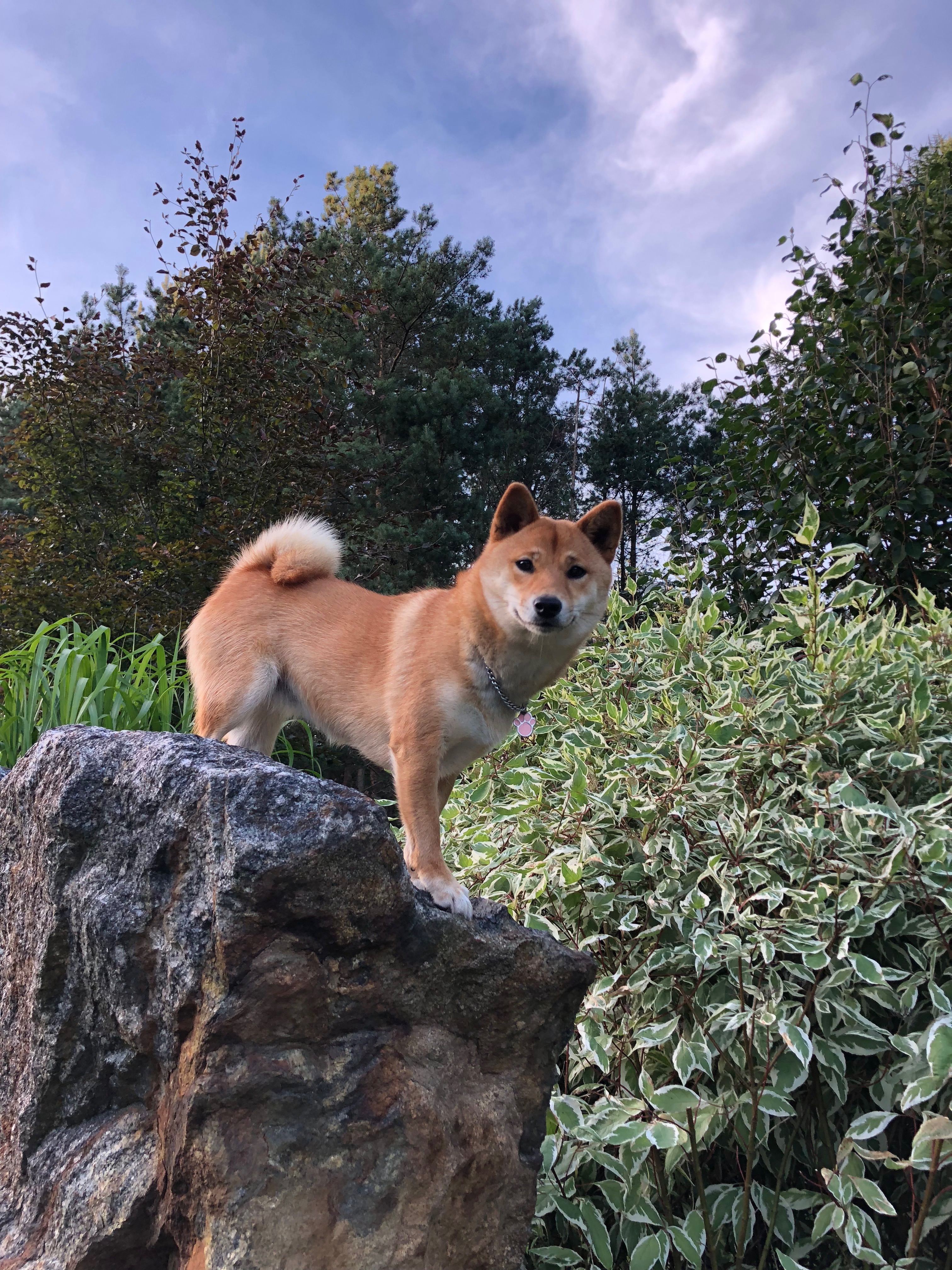 yoshi