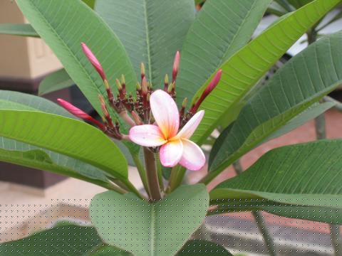 flower_prog_trunc