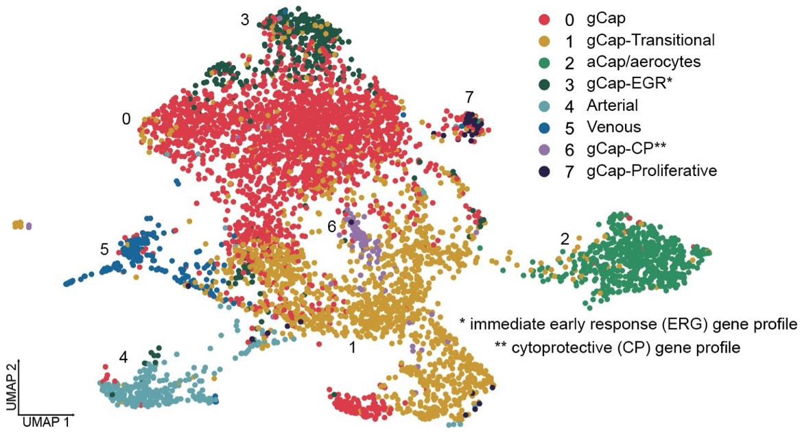 Transcriptomic Atlas GitHub - rsgodoy/Single-Cell-Transcriptomic-Atlas-of-Lung-Microvascular ...