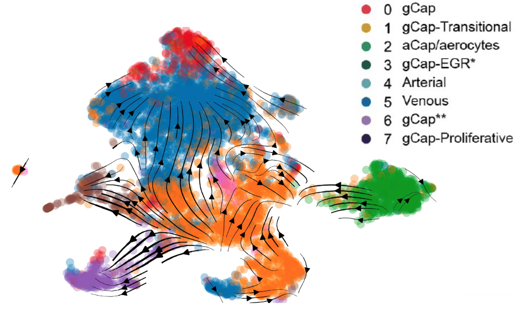 Transcriptomic Atlas GitHub - rsgodoy/Single-Cell-Transcriptomic-Atlas-of-Lung-Microvascular ...