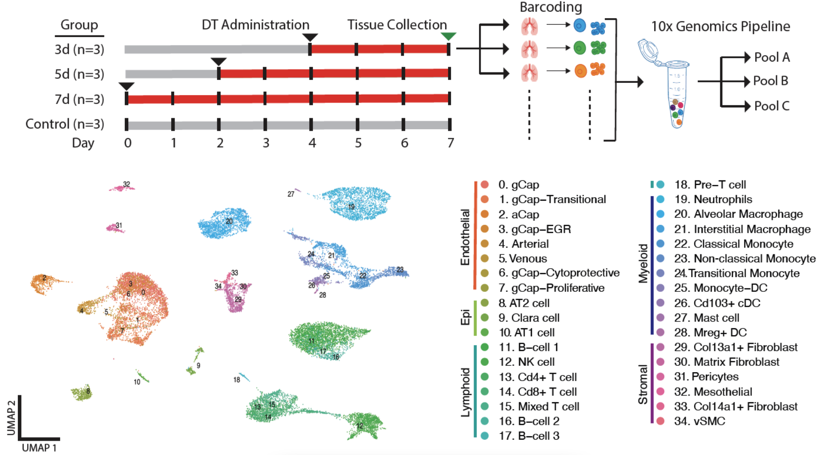 Transcriptomic Atlas GitHub - rsgodoy/Single-Cell-Transcriptomic-Atlas-of-Lung-Microvascular ...