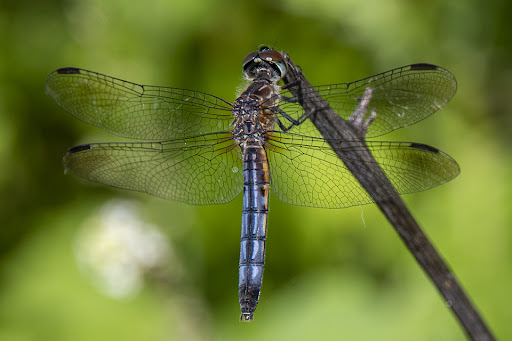 Blue Dasher