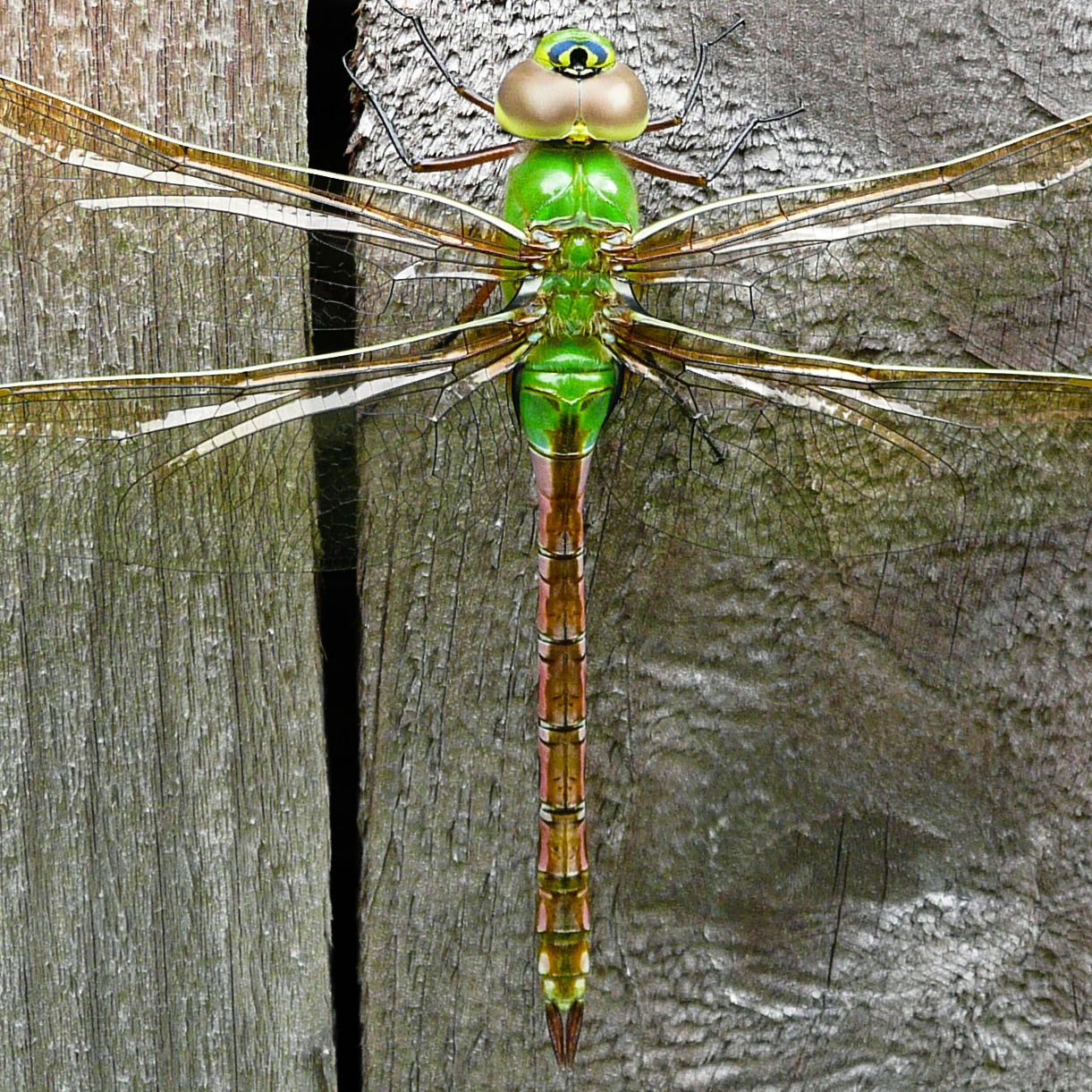 Green Darner