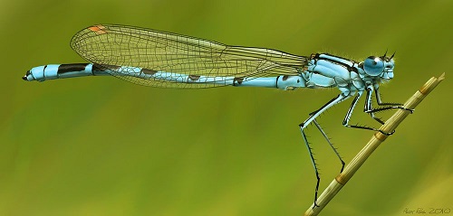 blue-damselfly