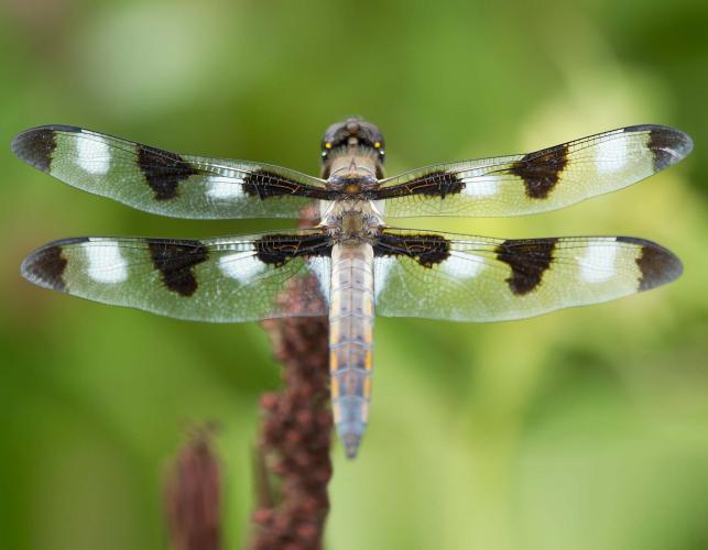 Twelve-spotted_Skimmer