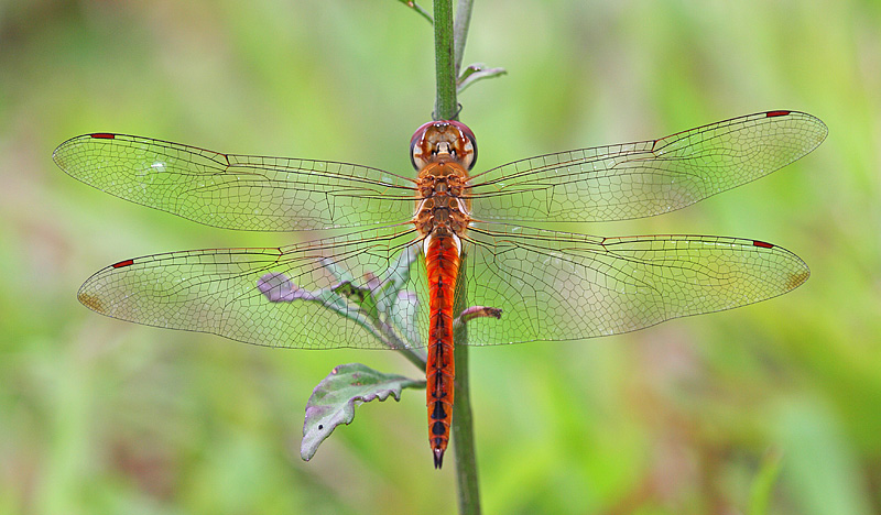 pantala-flavescens-m1