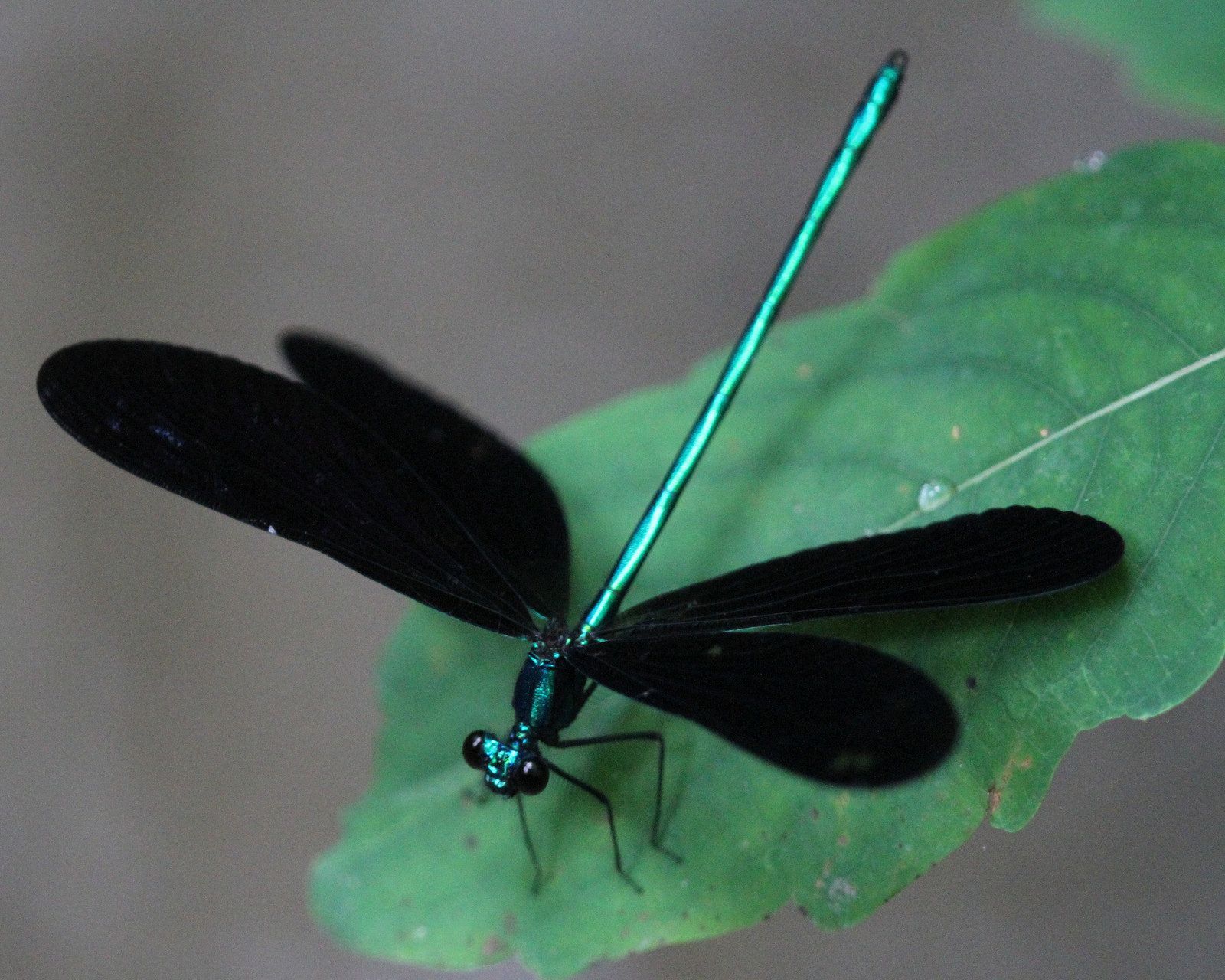 59e1561968deefc159c0d445f6acc9a1