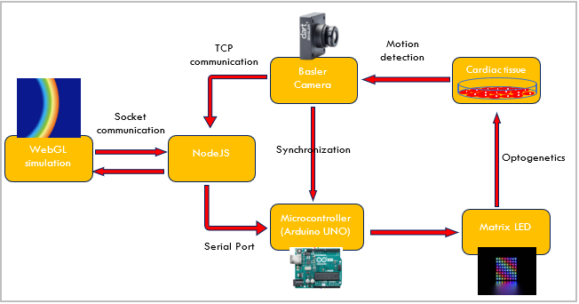 GitHub - younesvalibeigi/Hybrid-Cardiac-Model