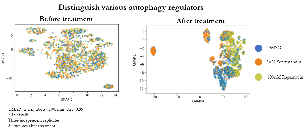GitHub - nitinsai20/Image-based-single-cell-profiling-of-autophagy ...
