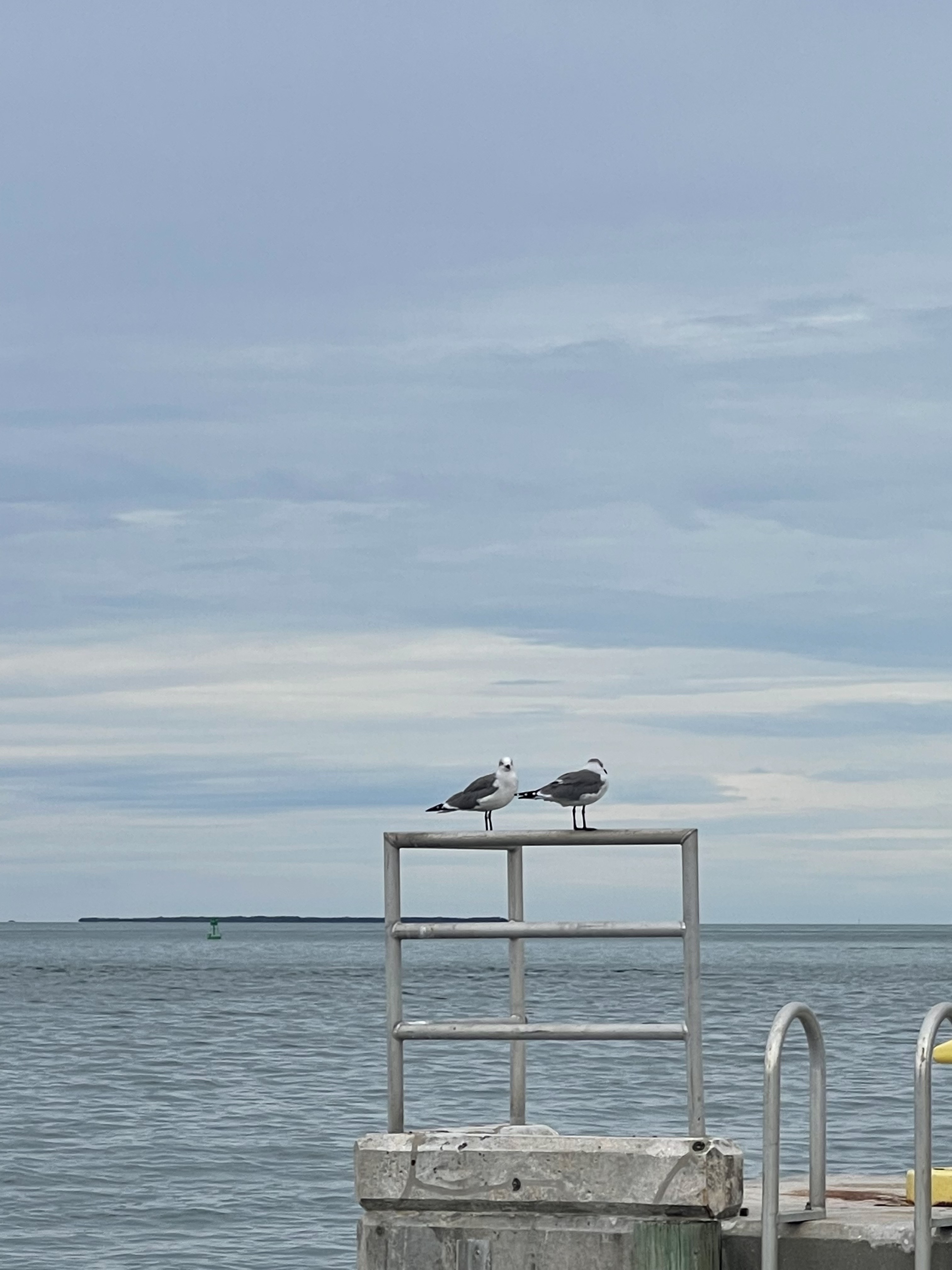 Seagull