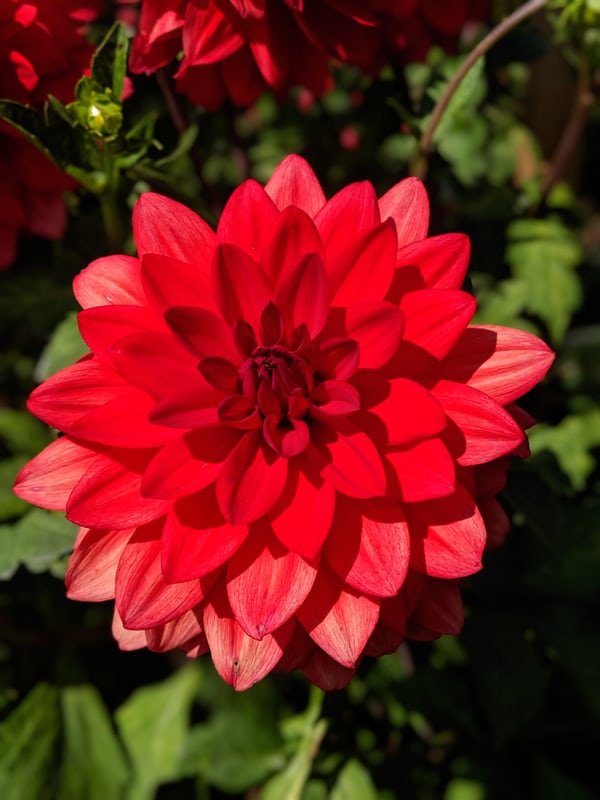 flower1