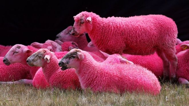 _107972591_sheep2