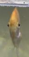 derpfish