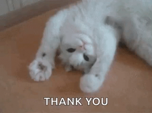 cat-cute