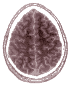 brain