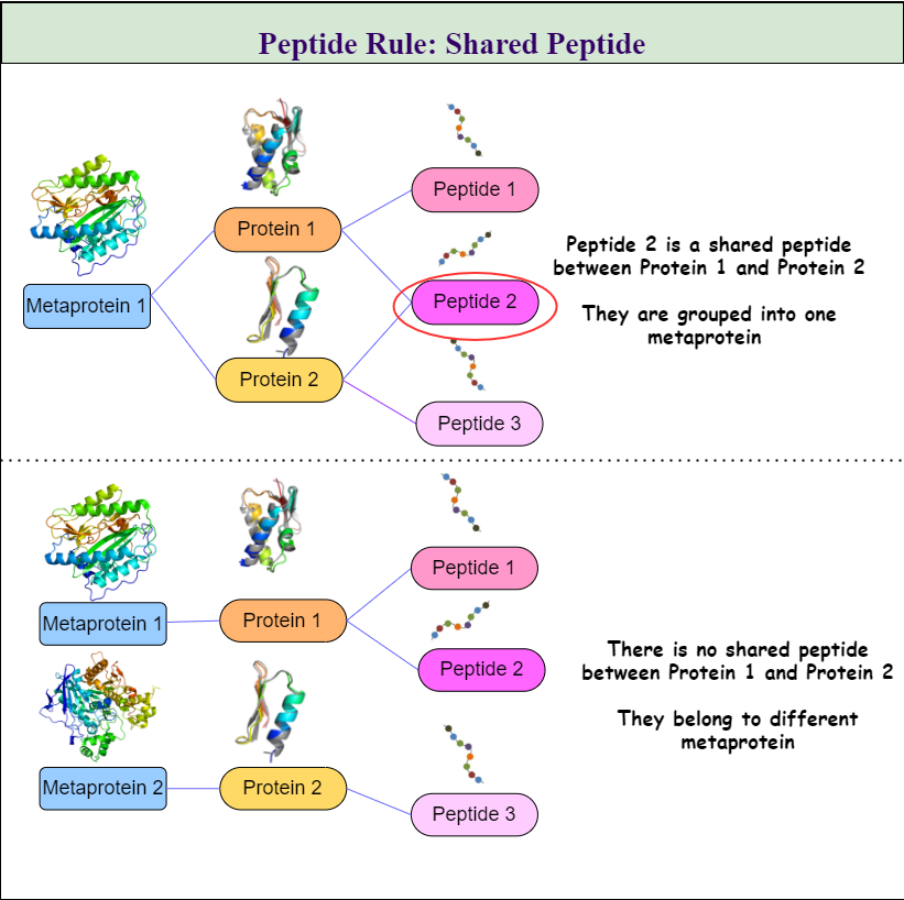 Shared Peptide