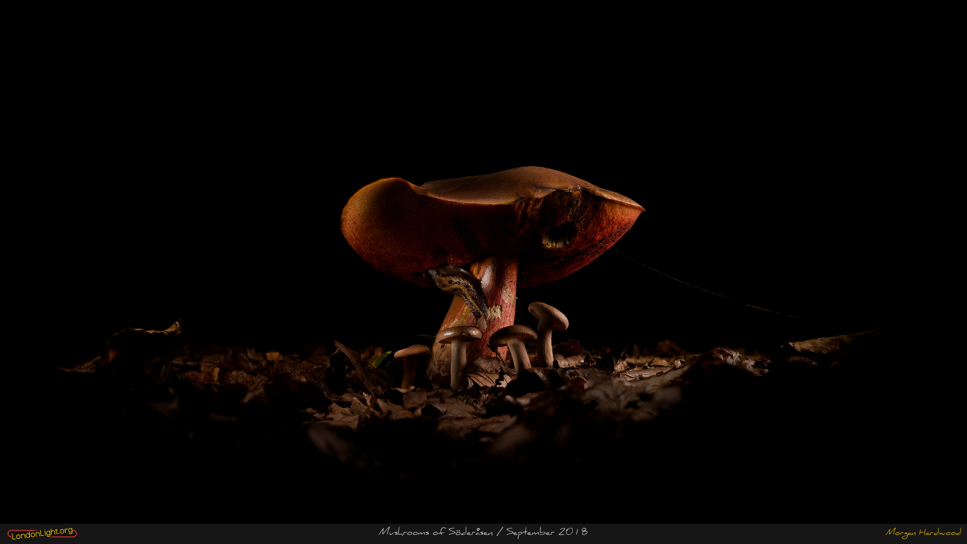 frame_2018-09-19 soderasen mushrooms 2 1920x1080