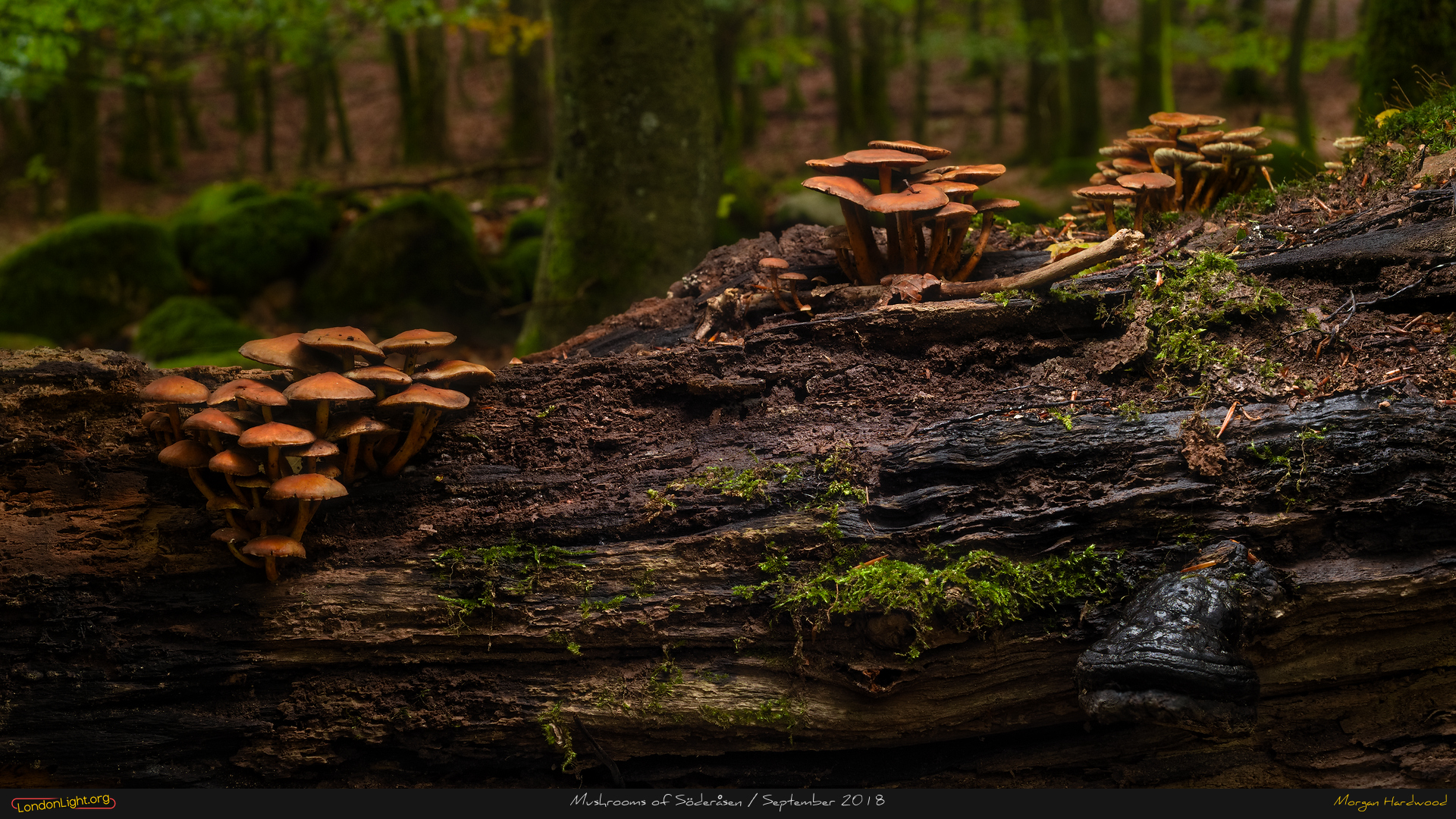 frame_2018-09-23 soderasen 6 1920x1080