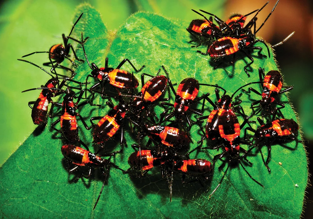 Bug break