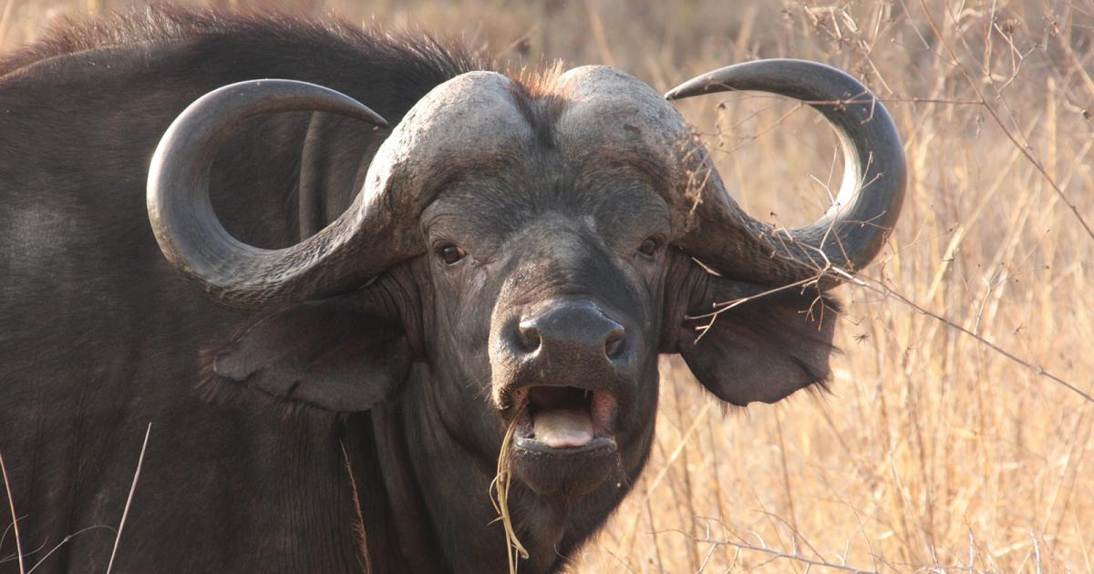 Gnu linux copypasta generator