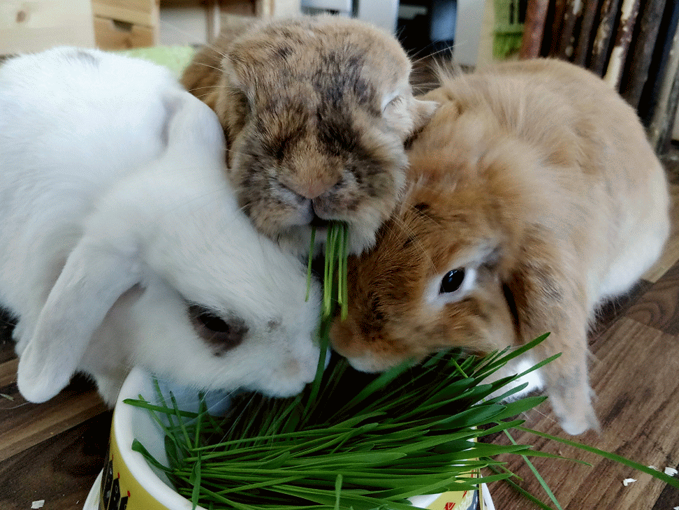 img_20180715_175456-animation