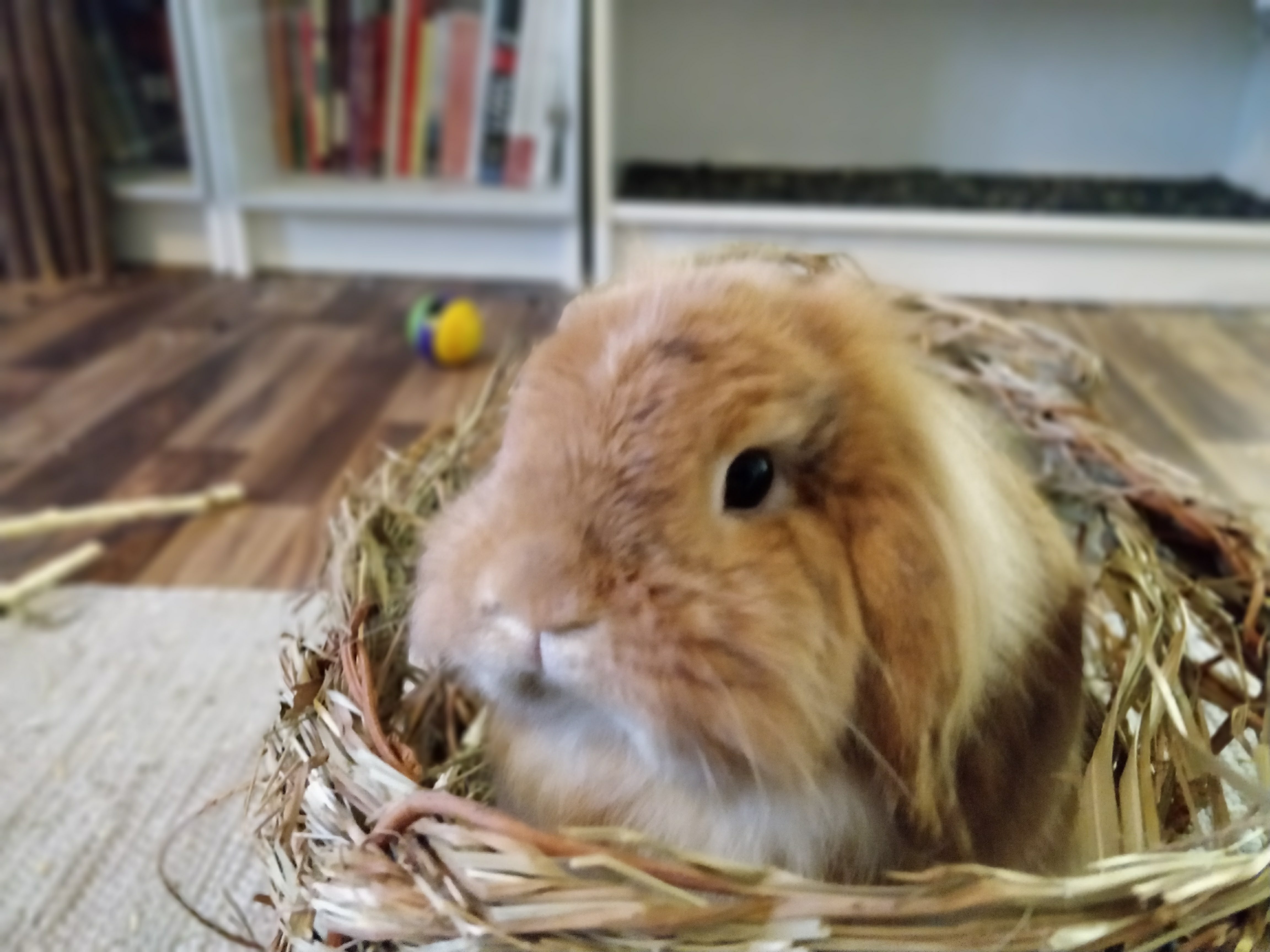 IMG_20171225_092009_Bokeh