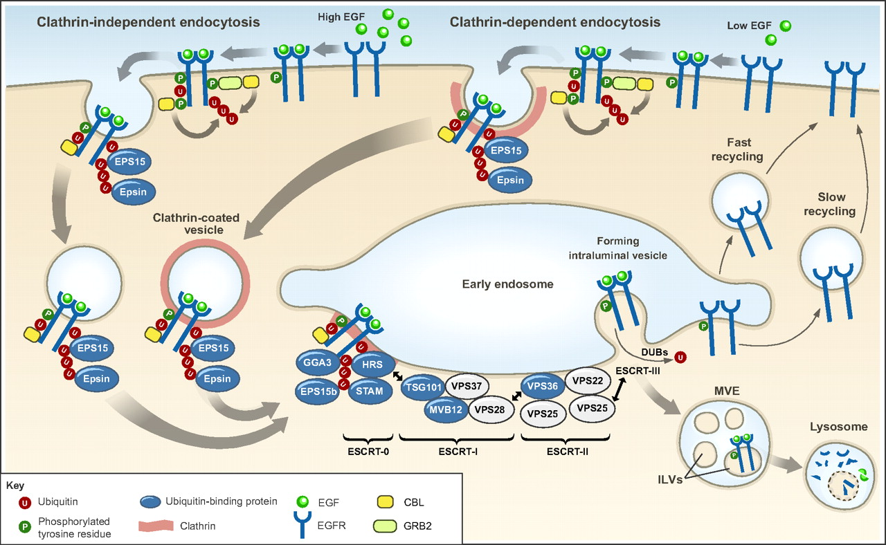 Рецептор-опосредованный эндоцитоз. Опосредован рецептором. Рецептор зависимый эндоцитоз. Рецепторно зависимый эндоцитоз. Рецептор зависимый эндоцитоз.