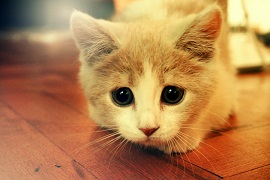 371695,xcitefun-cute-animals-pictures-41